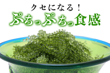 朝採れ! ぷちぷち 海ぶどう 400g 沖縄県産 海ブドウ たれ付き 無着色 沖縄 特産品 沖縄グルメ 海の宝石 海藻 海ぶどう丼 サラダ おつまみ おかず 沖縄料理 常温保存 贈答用 ギフト 産地直送 沖縄県 糸満市