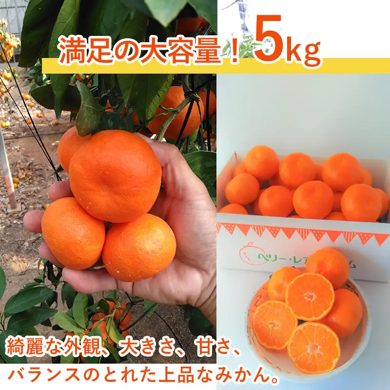 『先行予約』【令和8年11月発送】山下紅みかん(ハウス栽培)唐津産 5kg ミカン 蜜柑 果物 フルーツ