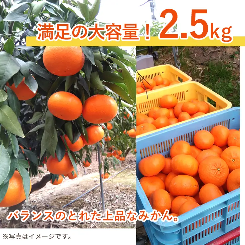 『予約受付』【令和9年1月下旬発送】麗紅(れいこう) ハウス栽培 唐津産 2.5kg 混合サイズ みかん 蜜柑 柑橘 果物 フルーツ