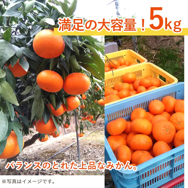 『先行予約』【令和9年1月下旬発送】麗紅(れいこう）ハウス栽培 唐津産 5kg 混合サイズ みかん 蜜柑 柑橘 果物 フルーツ