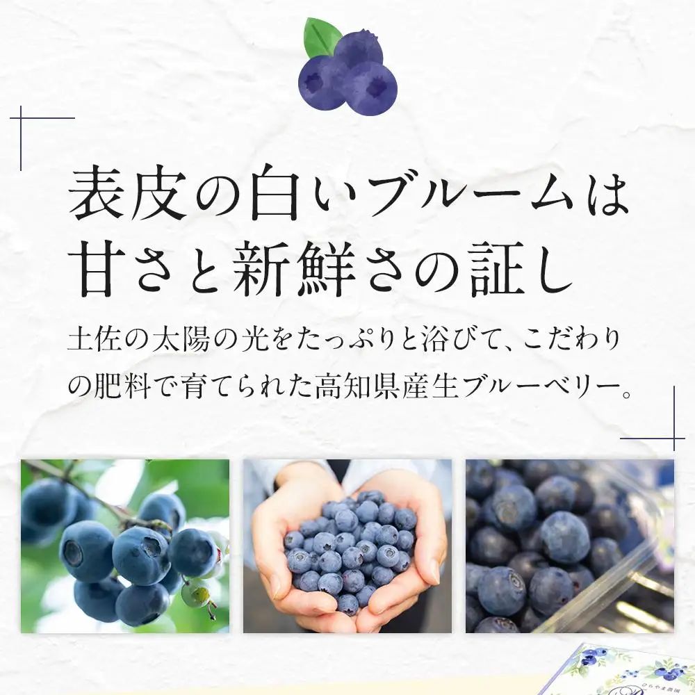 【先行予約】完熟生ブルーベリー ラビットアイ系 600g (2026年7月～発送) | フルーツ 果物 ベリー