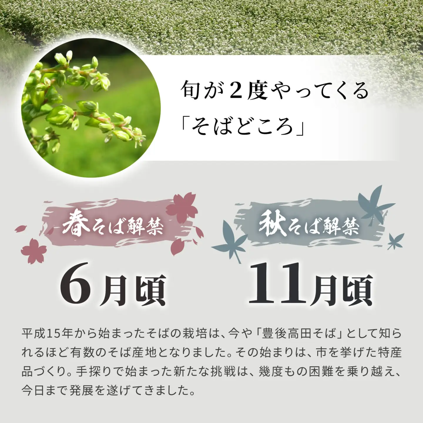 【12/17~28配送】R8秋新そば豊後高田なまそば(100g×8食・つゆ付) | 豊後高田市 年越し