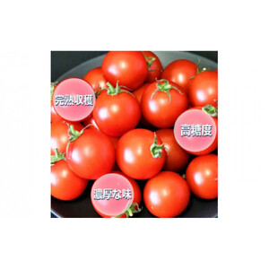 高糖度フルーツトマト糖度8以上