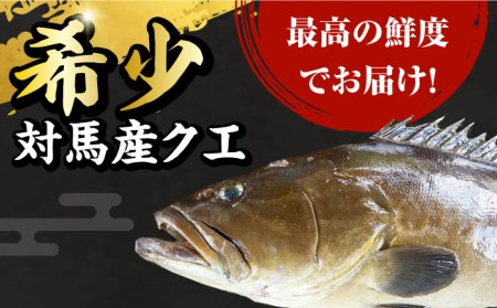 【1週間以内発送】対馬産 幻の高級魚 クエ 2kg [WAA003] くえ  スピード発送 最速発送 最短発送