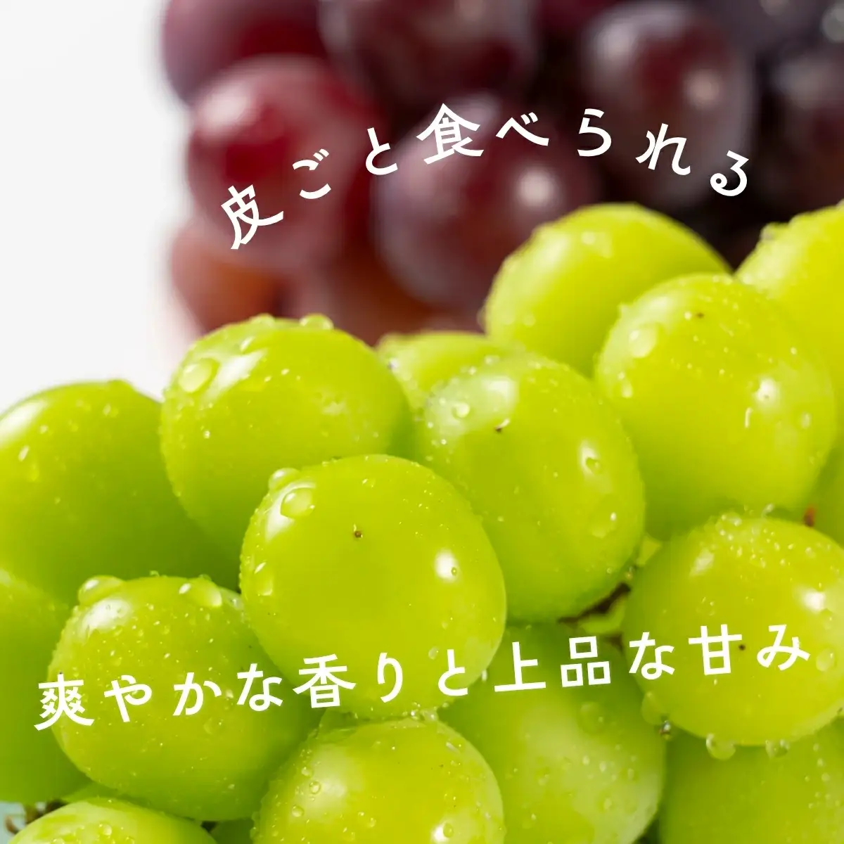 シャインマスカット 黒系ぶどうセット 1kg | シャインマスカット