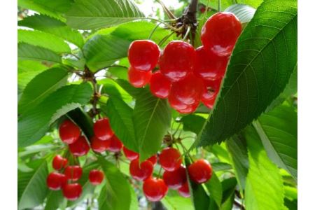 先行予約 さくらんぼ 佐藤錦 1kg 秀 Lサイズ以上 令和8年産 kb-snkzx1000