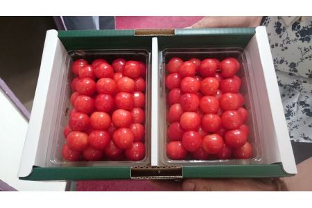 先行予約 さくらんぼ 紅秀峰 1kg 秀 Lサイズ以上 令和8年産 kb-bskzx1000