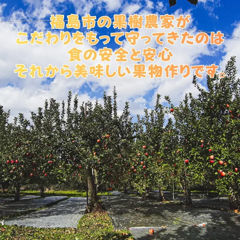 No.0945 ふくしまのりんご蜜姫「サンふじ」約4kg化粧箱入【2026年度発送】