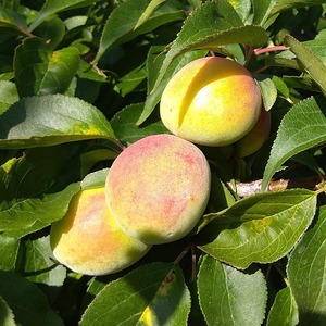 ＜6月発送＞厳選 紀州南高梅(青梅)1kg+250g（傷み補償分）｜梅 和歌山産
