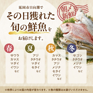 【12ヶ月定期便】大和海商の朝どれ鮮魚直送便　 2.5㎏ N072-YG0257