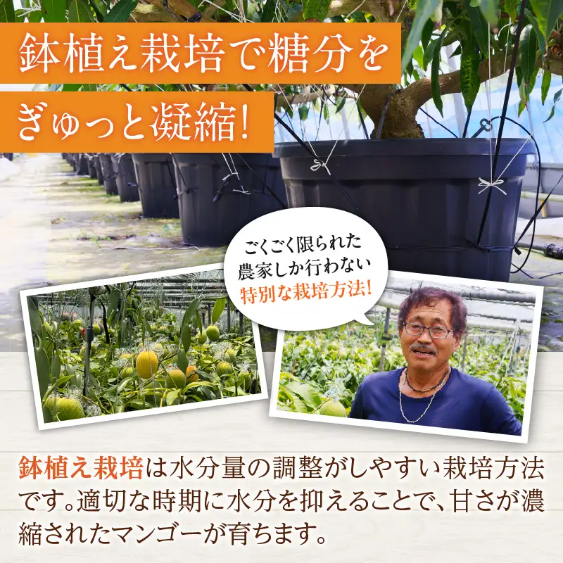 数量限定 希少 完熟マンゴー 鉢植え栽培 2L以上 × 2玉_CB82-23