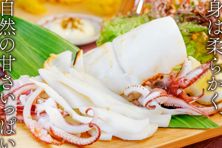 「釣りものケンサキイカに厳選」白いか一夜干（3枚入）【いか一夜干し 白いか 干物 60～80g 3枚 一夜干し 一夜干 イカ いか ケンサキイカ 贅沢 おつまみ お酒の肴 贈答 ギフト 冷凍 父の日 母の日】