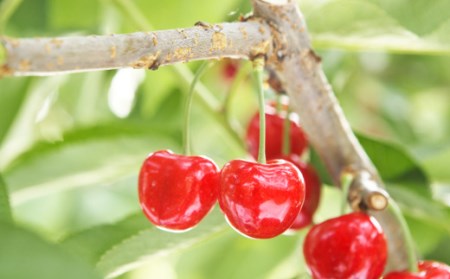 ≪2026年 先行予約≫さくらんぼ 紅秀峰 手詰 1kg(500g×2)「やまのべ多田農園」 F2Y-1391