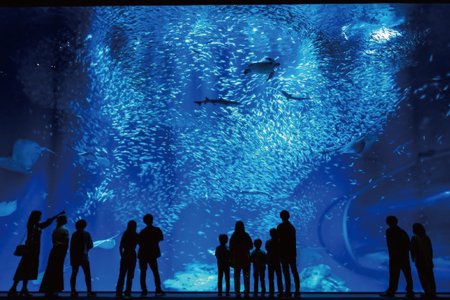 アクアワールド 茨城県 大洗 水族館 年間パスポート 大人1名 チケット _AQ008