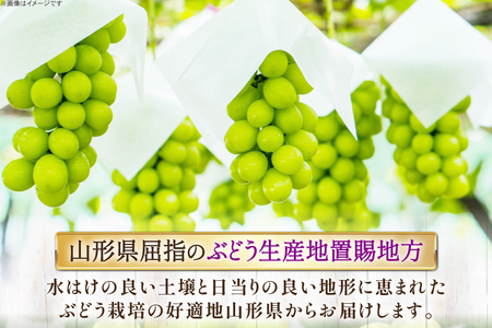 【期間限定発送】 シャインマスカット 秀 2～4房 約 1.5kg 以上 [JA山形おきたま 山形県 高畠町 tk06ays870058]