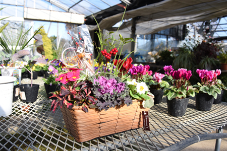 【農場直送！】季節の花　寄せ植え