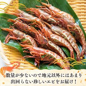 ダイオウキジンエビ 300g　｜エビ　羅臼　北海道