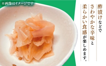 【2026年8月〜発送】 新生姜 約2kg / ショウガ しょうが 生姜 / 南島原市 / ふくはちファーム [SBS016]