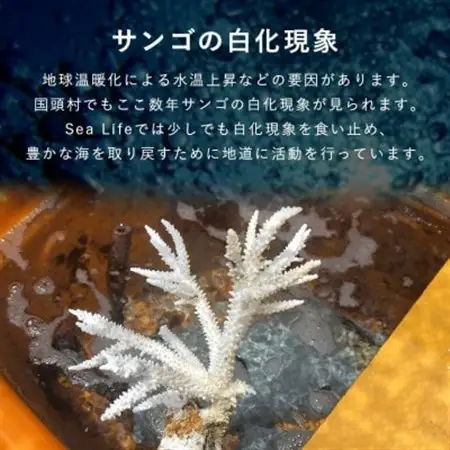 離れていても応援できる!国頭村の「サンゴ株主」プログラム1株【1579236】