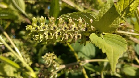 えごま油　低温生搾り　3本セット（110gｘ3本） 生えごま油 3本 セット 無農薬 110g オメガ3脂肪酸 α-リノレン酸 八ヶ岳 南麓栽培 農薬不使用 健康 食品 油 [h112]