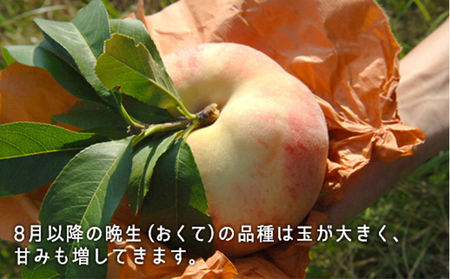 桃 2026年 先行予約 白桃 晩生種 大玉 約2.2kg 6～7玉 もも モモ 岡山県産 国産 フルーツ 果物 ギフト 