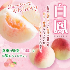 桃 白桃 11～15玉入り 秀品【2026年6月下旬から7月中旬ごろ発送】【S96001-mtgn045】