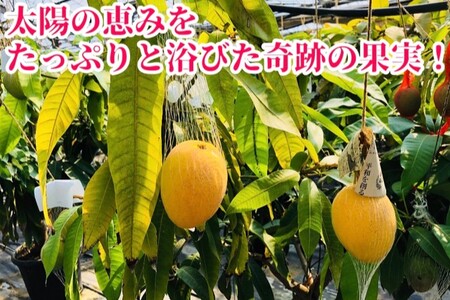◆先行予約◆和歌山県産　紀州完熟マンゴー『吉玉』2玉入り【2026年8月中旬から9月下旬頃順次発送予定】【MG19】【S96010-mtgn054】