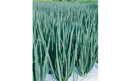 生産農家直送 京野菜・九条ねぎ5kg〈ねぎ ネギ 葱 九条ねぎ 京野菜 京都 新鮮 甘い 農家直送 野菜〉 