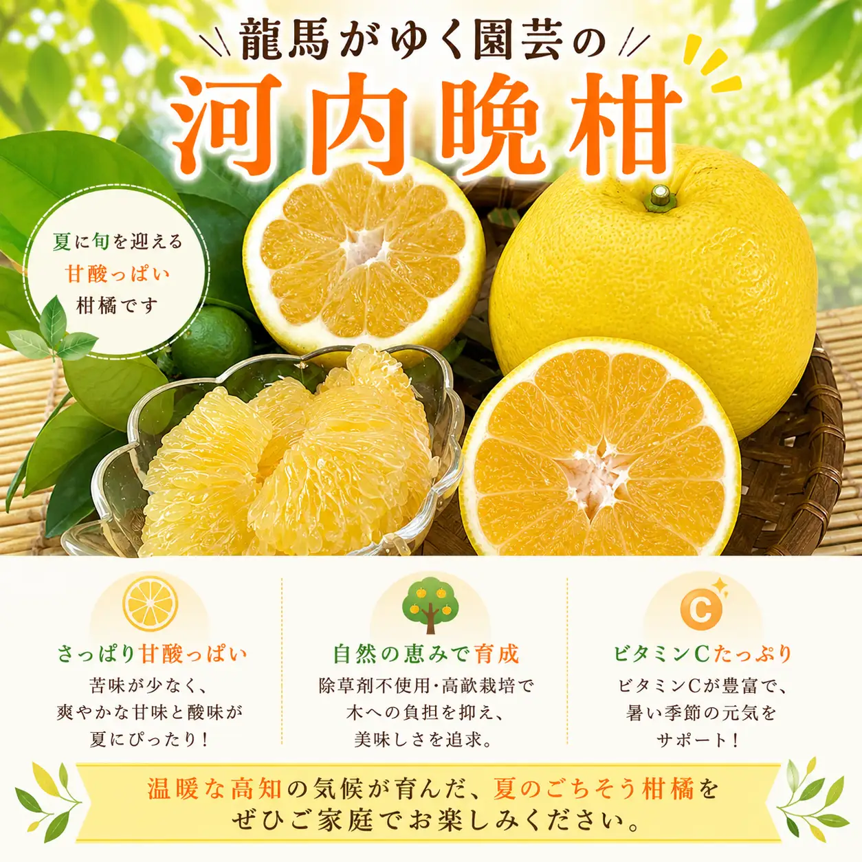 龍馬がゆく園芸の河内晩柑9kg（訳あり）