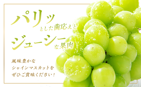 ぶどう 2026年 先行予約 ご家庭用 シャイン マスカット 2房 1房600g～700g 10月発送分 ブドウ 葡萄 フルーツ 果物 岡山 赤磐市産 農マル園芸 あかいわ農園 果物類 歯ごたえ ジューシー 上品な甘み 