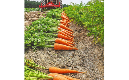 【令和8年産】 上富良野産 秋の オーガニック お野菜 セット 詰合せ 約3.5～5kg じゃがいも 根菜 有機野菜 産地直送 北海道 上富良野町 Nishio Farm