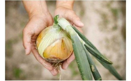 【新玉ねぎ】ひょうご安心ブランド認証 特別栽培の玉ねぎ「戎珠（えびすたま）」 ５kg