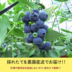 定期便 大粒生ブルーベリー 3ヶ月 人気の返礼品 大粒 400g (100g×4) ×3回 完熟 採れたて 旬のフルーツ 国産 愛知県 美浜町 先行予約 ※2026年5月より発送
