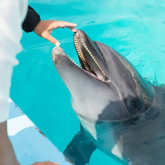 トレーナー体験１名（中学生以上）