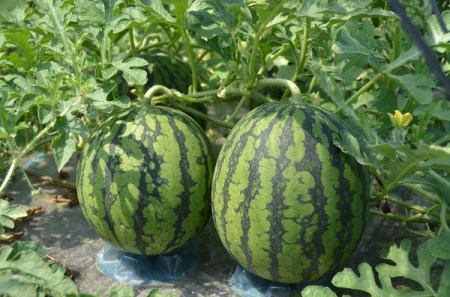 小玉すいか 3L×3玉 令和8年産 7月中旬~順次発送 山形県 ja-sukoa3