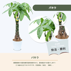 2026年3月上旬～発送【観葉植物】パキラ80cm～100cm(鎌ヶ迫園芸場/IB086-004) 南国鹿児島県で育った 観葉植物！植物 鉢付 インテリア 室内 オフィス おしゃれ プレゼント ギフト 開店祝い 移転祝い マイナスイオン 観葉植物 ※北海道・沖縄・離島配送不可