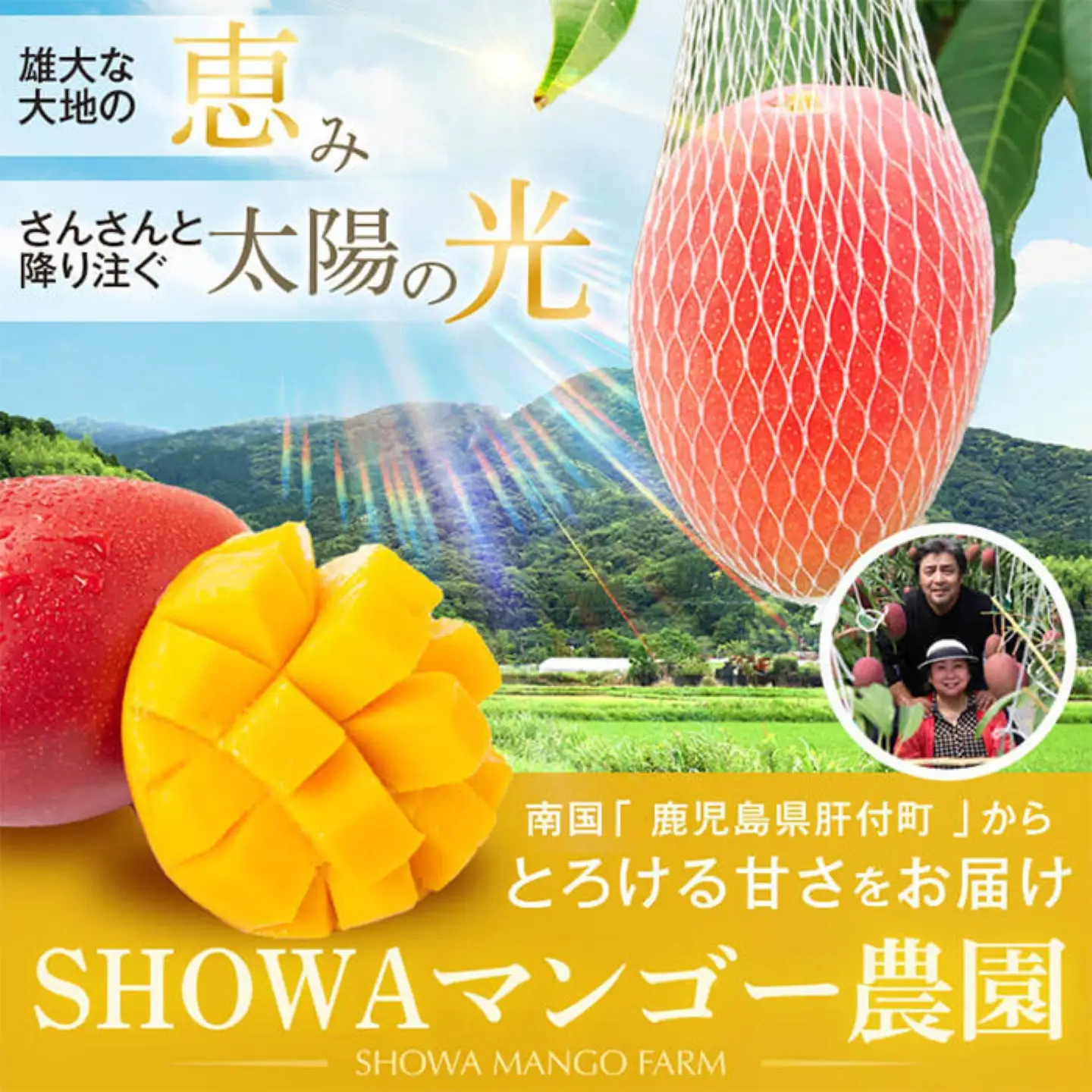 【D15001】肝付町産 完熟マンゴー 大好きセット 約350g×6個 【SHOWAマンゴー農園】