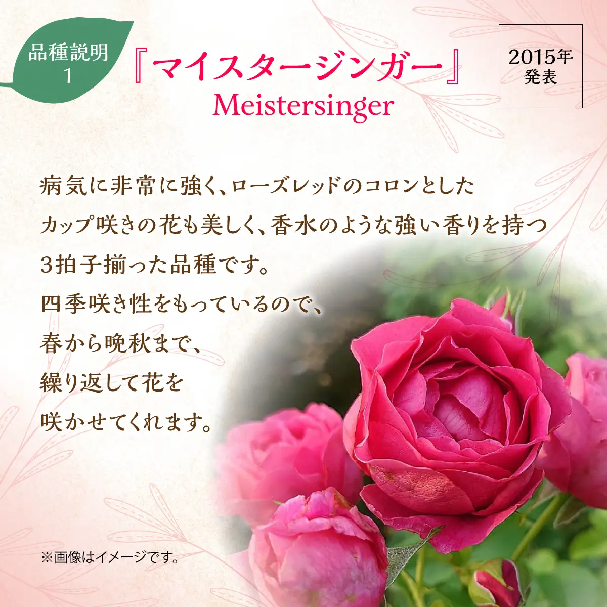 【Apple Roses】バラ苗『マイスタージンガー』大苗6号ポット植え 花 薔薇 ばら お花 HNNH001