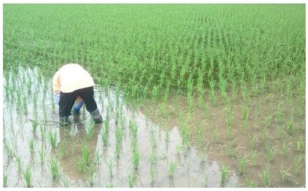 【予約受付】令和8年産・新米 のんびり米 6kg 令和8年産 南小国産 新米 米 白米 玄米 玄米対応可能 3kg 2袋 ご飯 ごはん お米 無農薬 農薬不使用 産地直送 河津農林 熊本 阿蘇 南小国町 送料無料