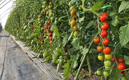 【2026年発送】【中富良野町】寺坂農園ミニトマト　ほれまる　2kg 【BF-005】