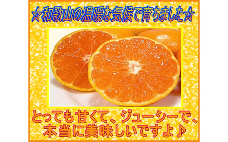 【赤秀ランク】完熟有田みかん 5kg※2026年12月上旬頃～12月下旬頃に順次発送 /  有田 ミカン 蜜柑 プレミアム 秀品 フルーツ 果物 柑橘 和歌山県 由良町【stmr004-ｐ-5】