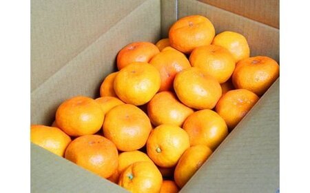 高級ブランド田村みかん　5kg【2026年11月下旬以降発送】【先行予約】【UT14】【uot504A】