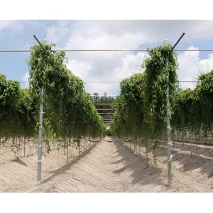 自然薯（2本 約1.2kg）_AC01