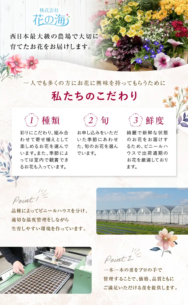 生産農場直送！季節の花苗セット 10～15ポット F6L-415