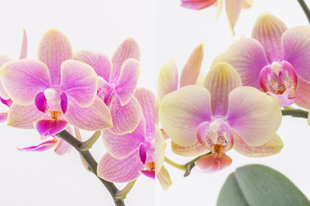 三木市で育てた大和ハウスのミニ胡蝶蘭 COCOLAN ベーシック（2本立ち） 【お花の色お任せ】