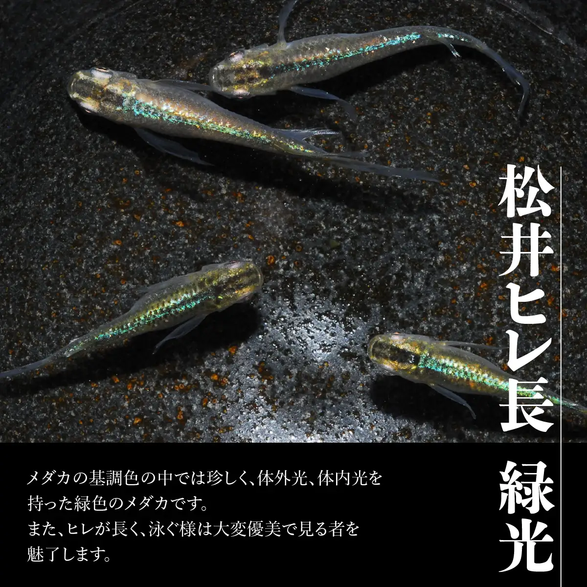 メダカ「松井ヒレ長 緑光」4匹セット 生き物生き物 HNNAD002