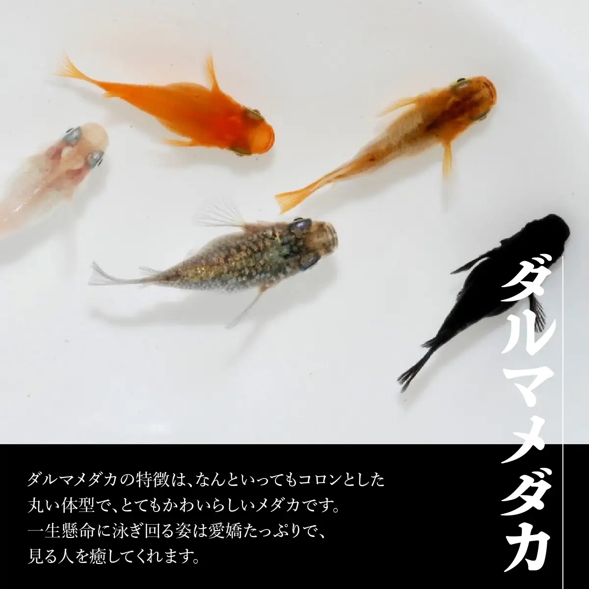 メダカ「ダルマメダカ」 ミックス5匹セット 生き物生き物 HNNAD003