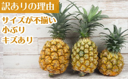パイン【2026年発送】訳ありパイン 4～8玉 約4.8kg（ボゴール）