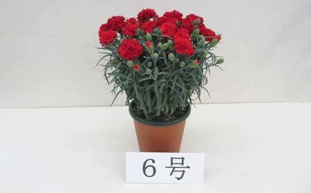 カーネーション6号鉢（18cm） F4N-1396