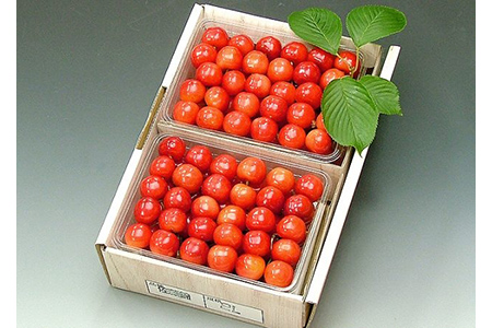 《先行予約 2026年度発送》 さくらんぼ 紅秀峰 秀品 2L 大玉手詰め 1kg FSY-0140